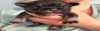French Bulldog 1