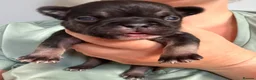 French Bulldog dogs for sale: 8 newborn frenchies  - Advert 6