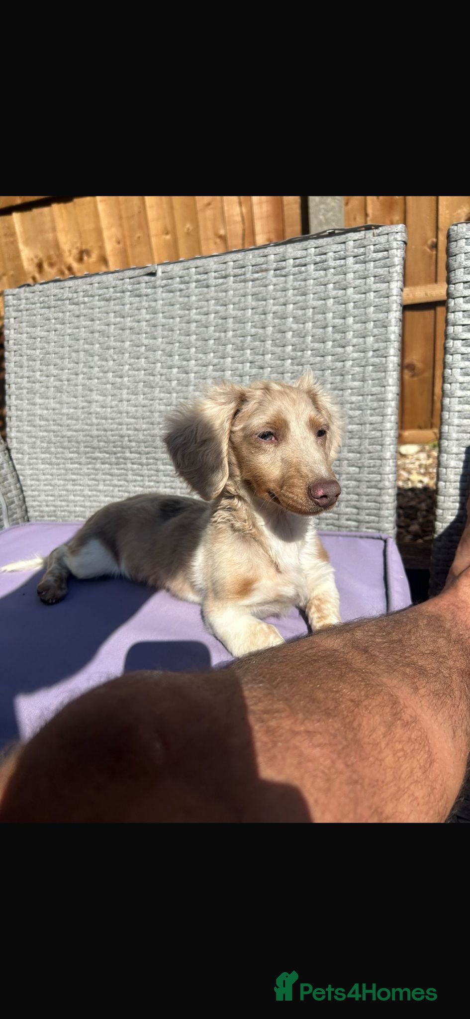 Miniature Dachshund dogs Mini dachshund dapple Isabela+tan piebald  - Advert 1