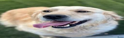 Golden Retriever dogs for sale: Golden retrievers  in Swanley - Advert 10