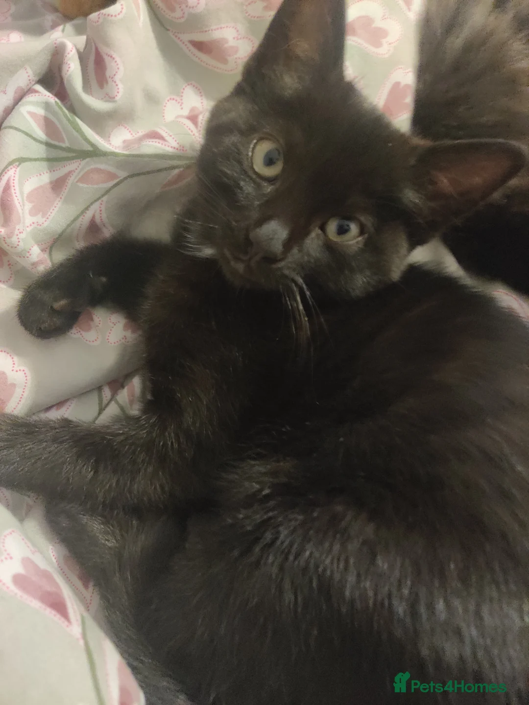 British Shorthair cats for sale: Black and tortie kittens ( mother for sale too) - Advert 9