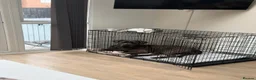 Cane Corso dogs for sale: Female Cane Corso Rehoming  - Advert 3
