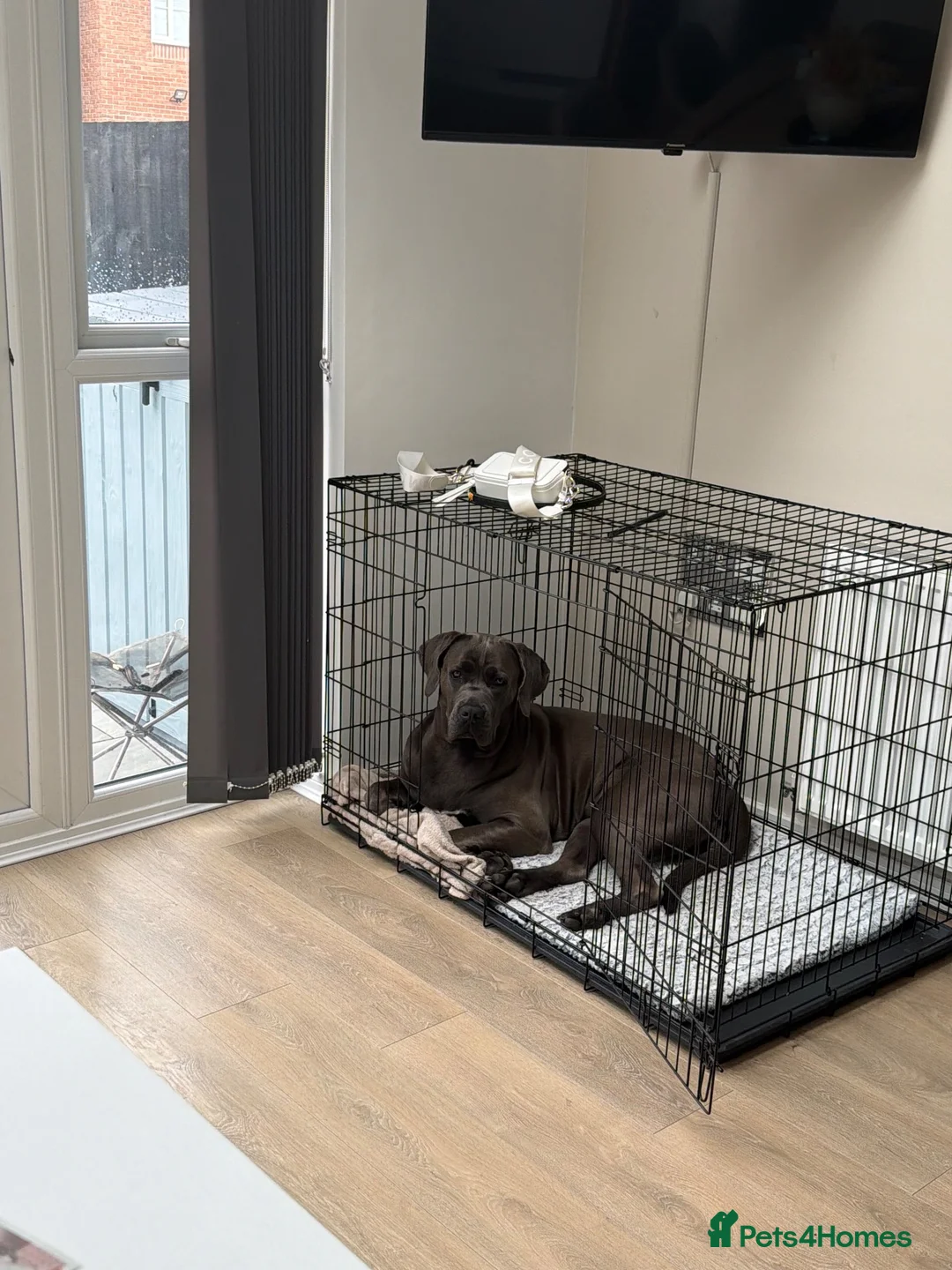 Cane Corso dogs for sale: Female Cane Corso Rehoming  - Advert 3