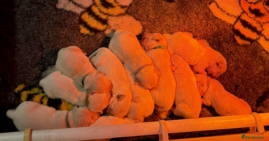 Golden Retriever dogs for sale: Gorgeous KC Registered Goldies. 5 Star Reg.Breeder - Advert 15