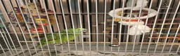 Parrots birds for sale: Blue fronted amazon parrot in Inverkeithing - Advert 4
