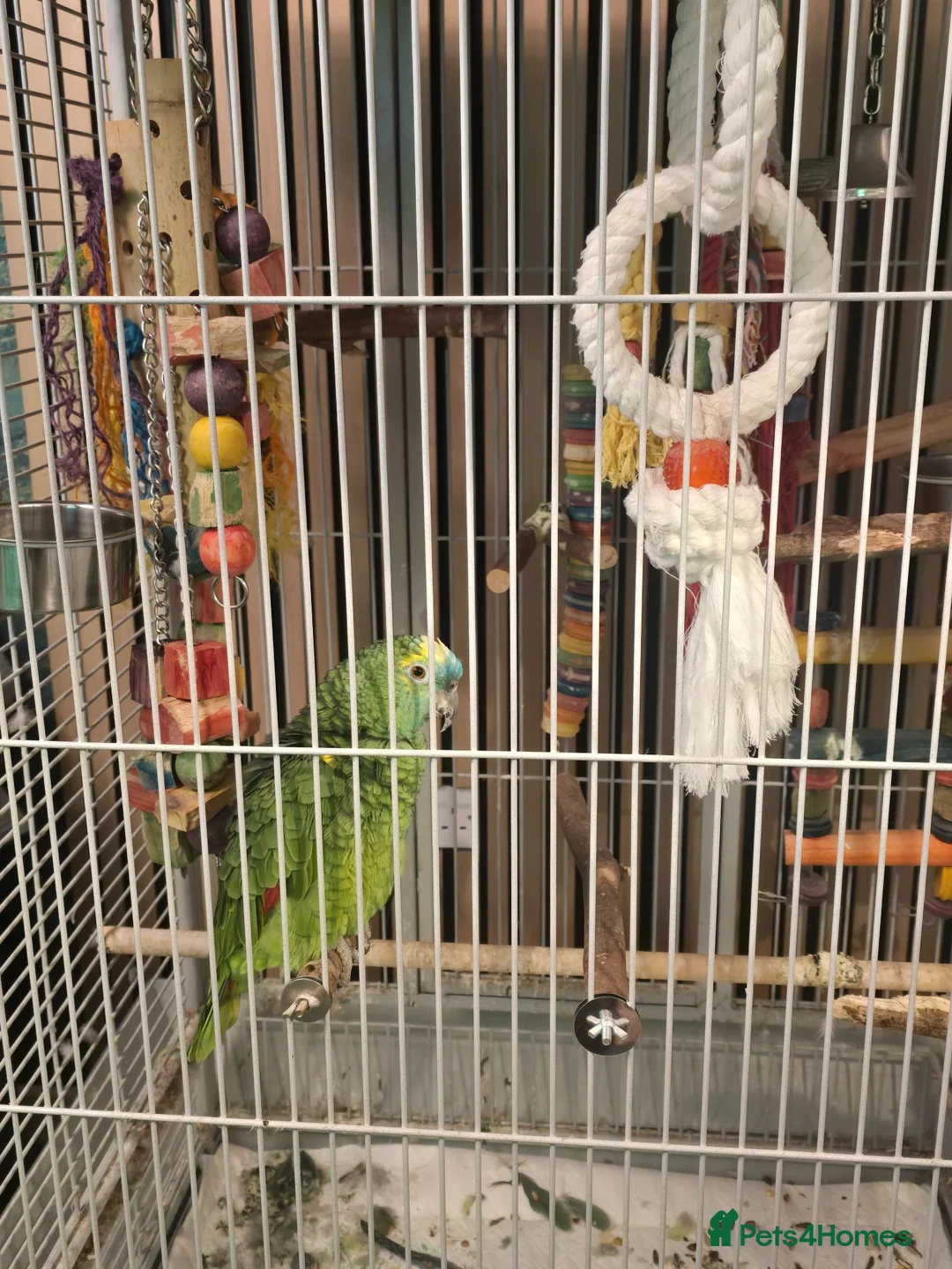 Parrots birds for sale: Blue fronted amazon parrot in Inverkeithing - Advert 4