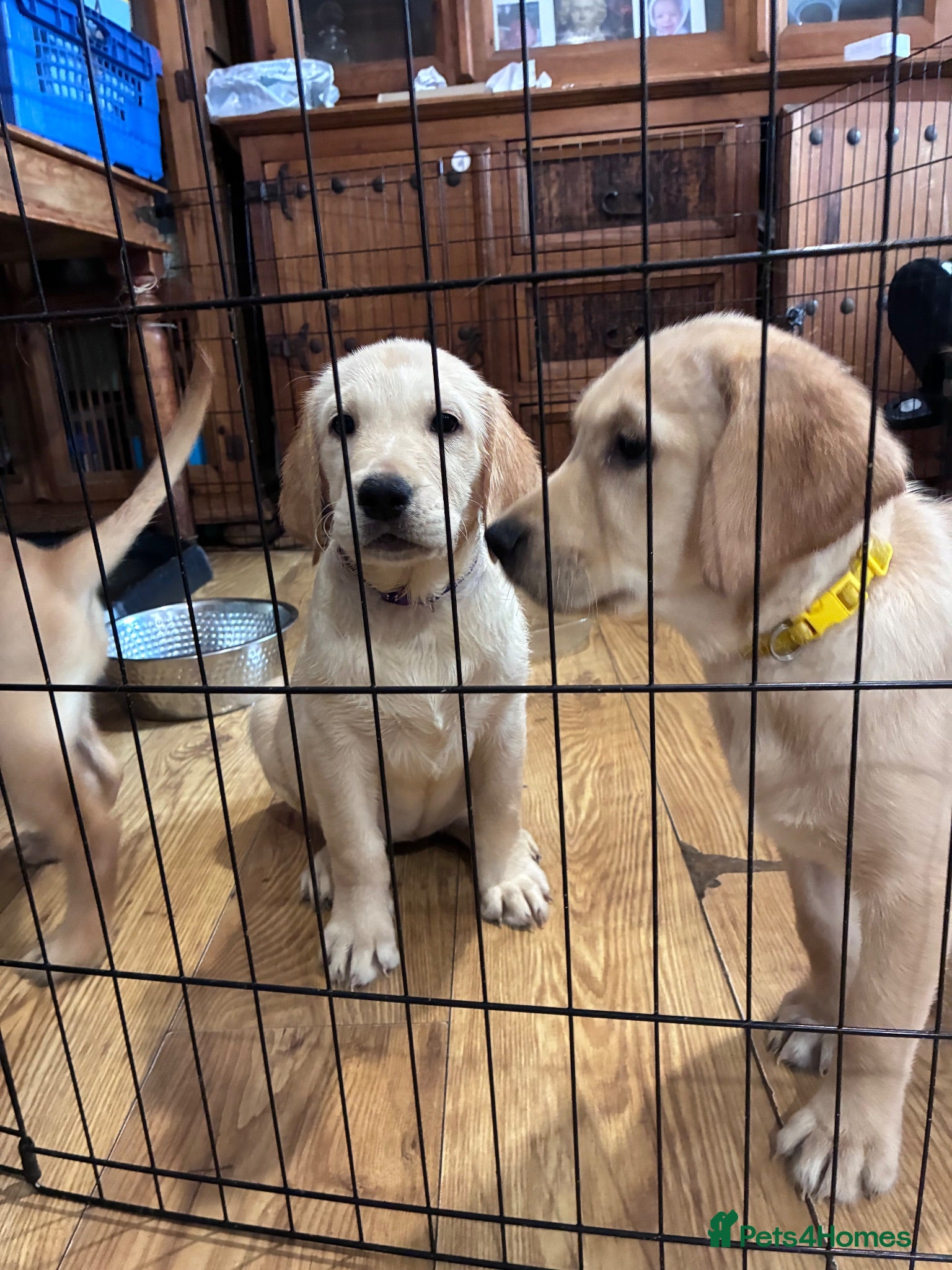 Goldador dogs Labrador x golden retriever ( goldador) - Advert 11