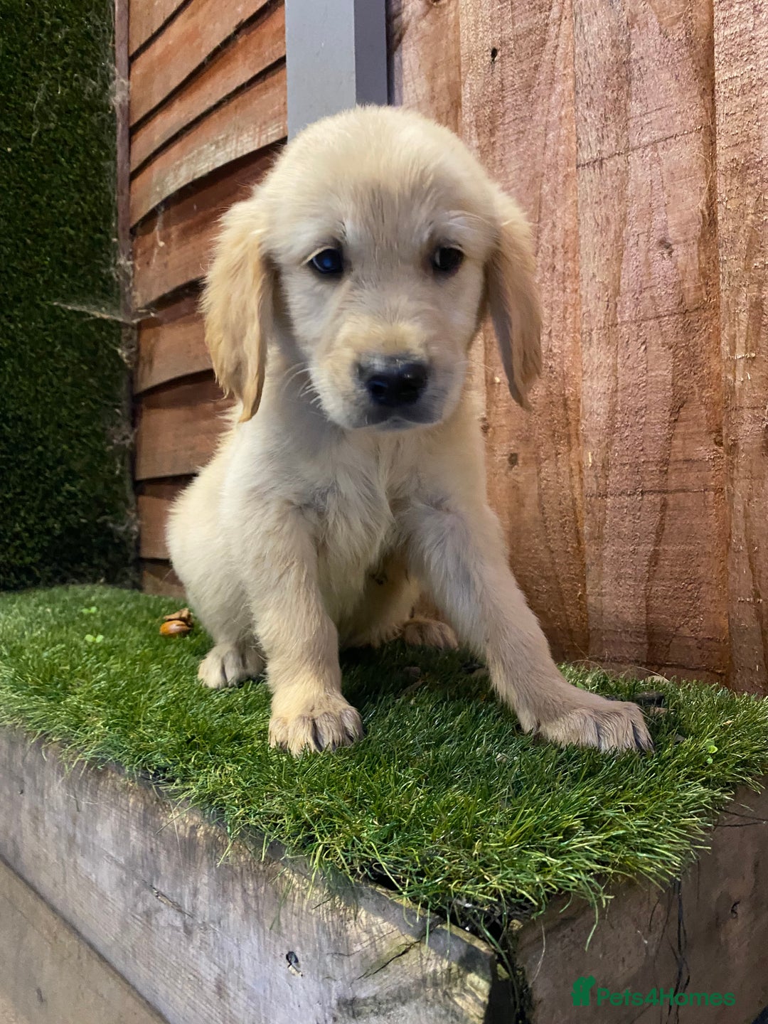 Golden Retriever dogs for sale: KC REGISTERED ®️ GOLDEN RETRIEVER PUPPIES 🐶 ❤️ - Image 35