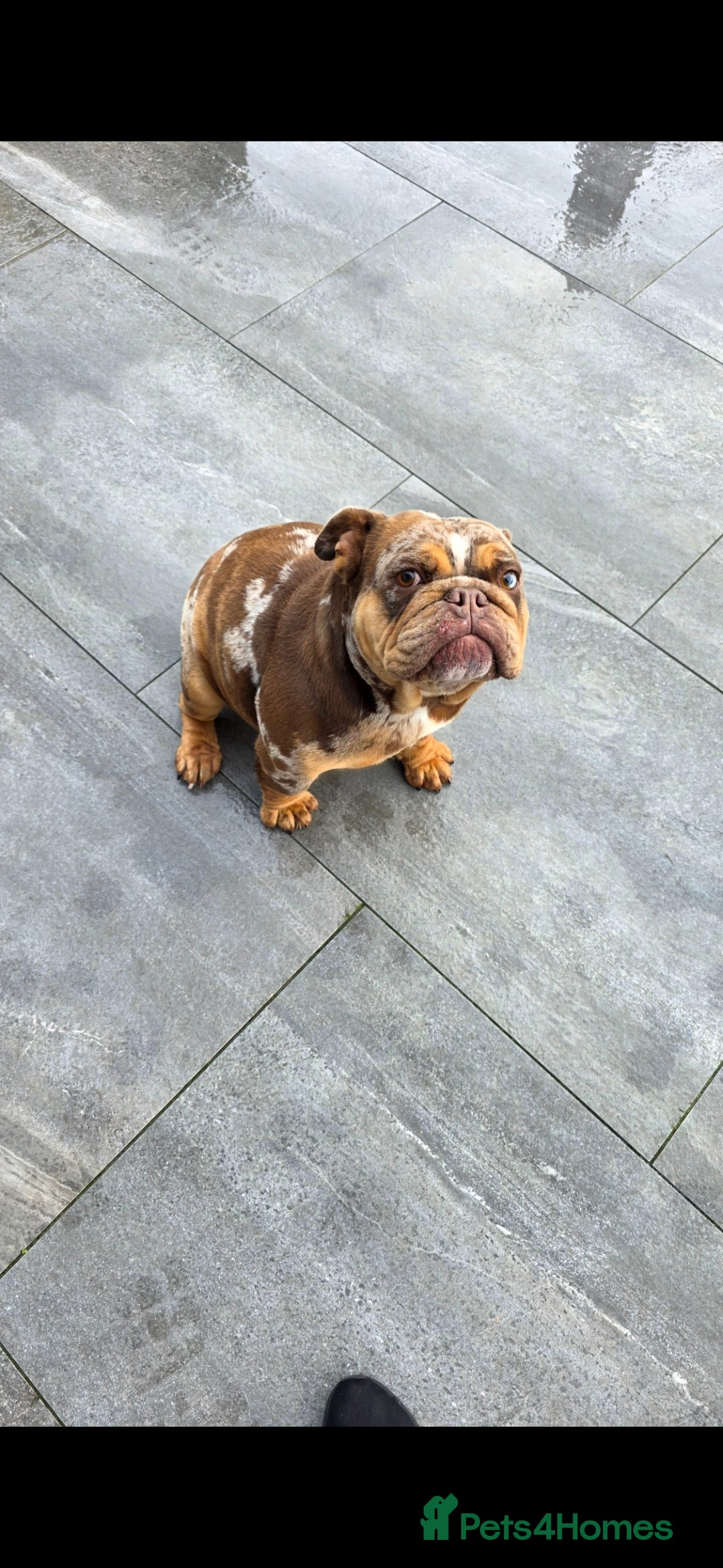 English Bulldog dogs for sale: Choc merle english bulldog female - Advert 3