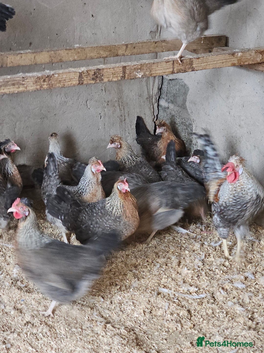 Chickens poultry for sale: Cream legbars  - Advert 3