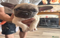 French Bulldog dogs for sale: Beautiful French bulldog puppys - Image 9