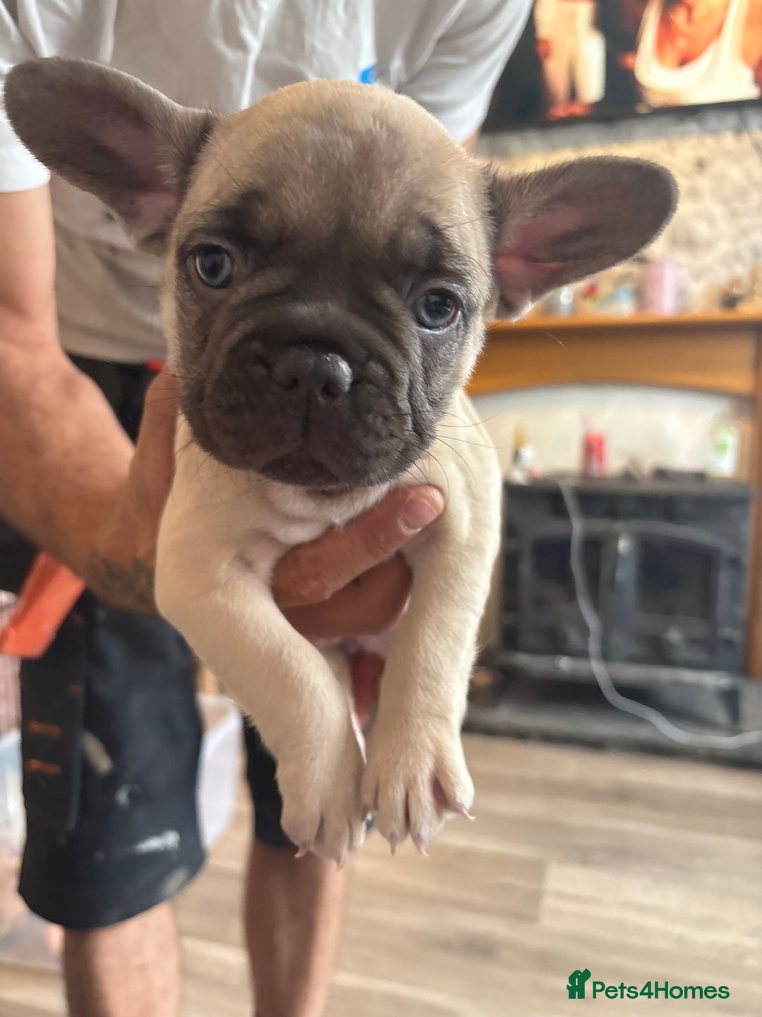 French Bulldog dogs for sale: Beautiful French bulldog puppys - Image 9