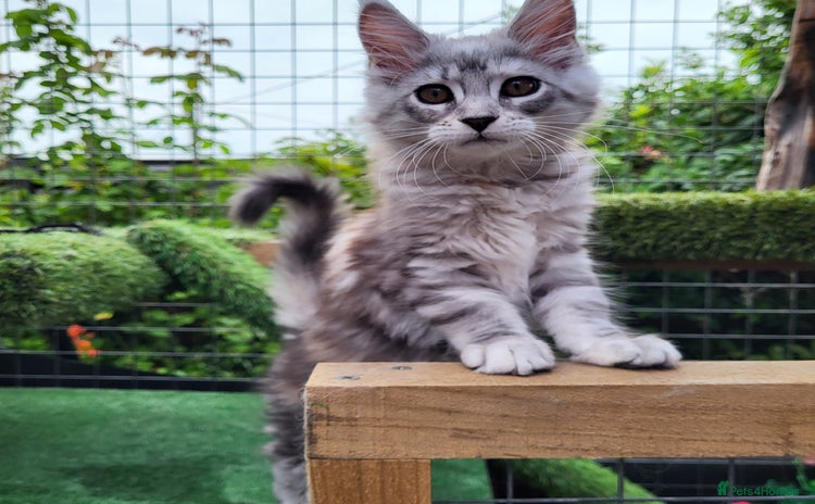 Maine Coon cats - Advert 7