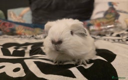 Guinea Pig rodents for sale: Male guinea pig silkie×swiss mix - Image 4