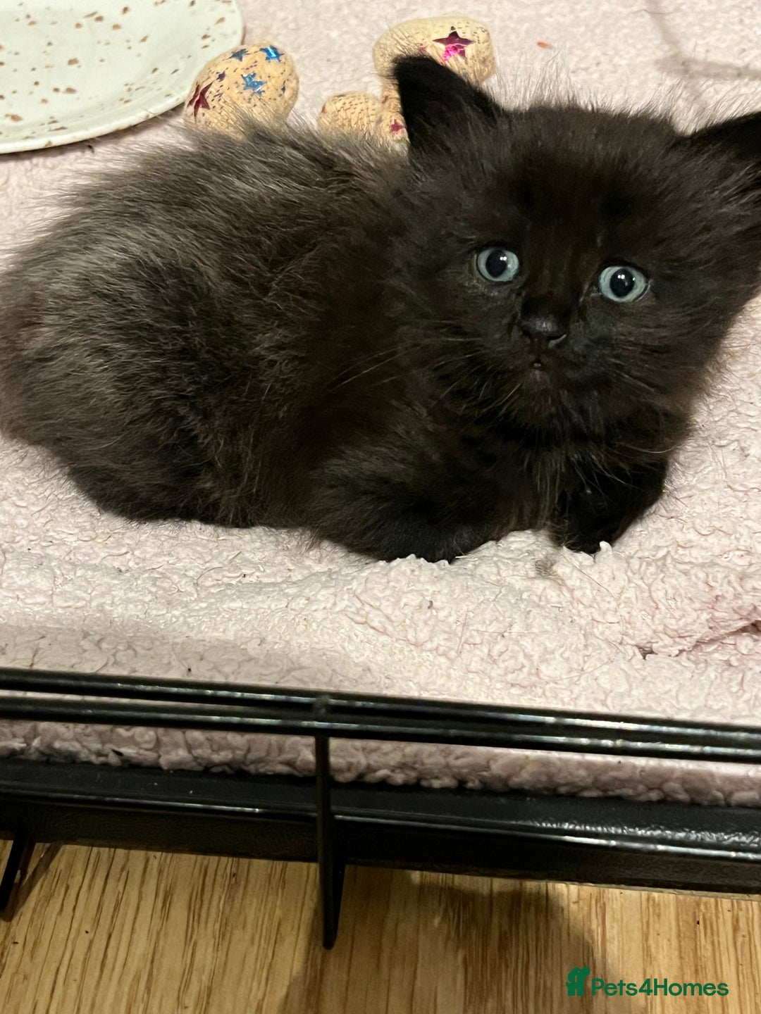 Ragdoll cats for sale: Long haired ragdoll cross kittens  - Advert 9