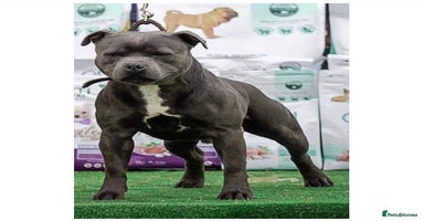 Staffordshire Bull Terrier dogs - Advert 3