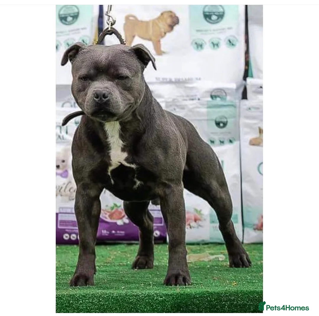 Staffordshire Bull Terrier dogs for stud: UK’S ONLY BLUE INTERNATIONAL CHAMPION  - Advert 2