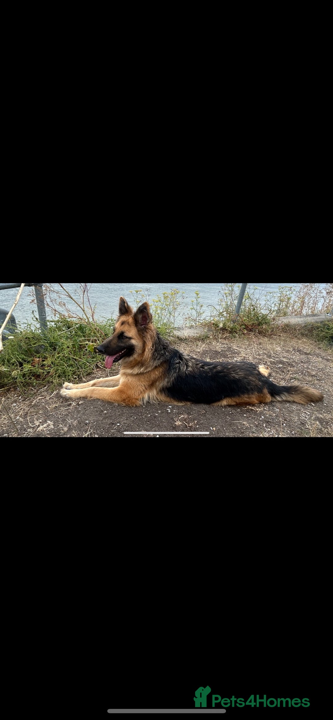 German Shepherd dogs for sale: Beautiful German shepherd bitch - Image 6