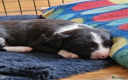 Mixed Breed dogs for sale: Beautiful pups 6 Males - Image 3