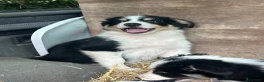Border Collie 2