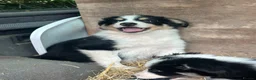 Border Collie dogs for sale: Beautiful border collie puppies for sale  - Advert 3