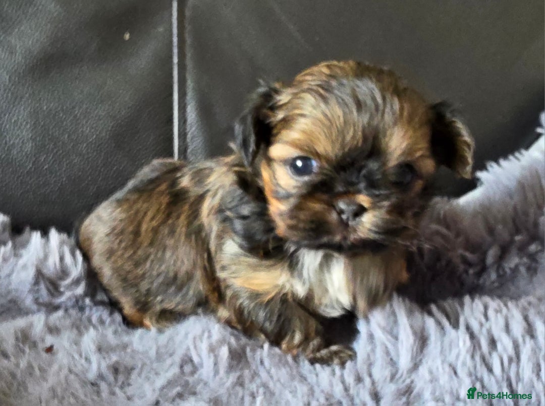 Shih Tzu dogs for sale: Stunning Rare Brindle Imperial Shih Tzu puppies - Image 13
