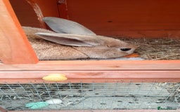 Mixed Breed rabbits for sale: Beautiful female rabbit  - Image 2