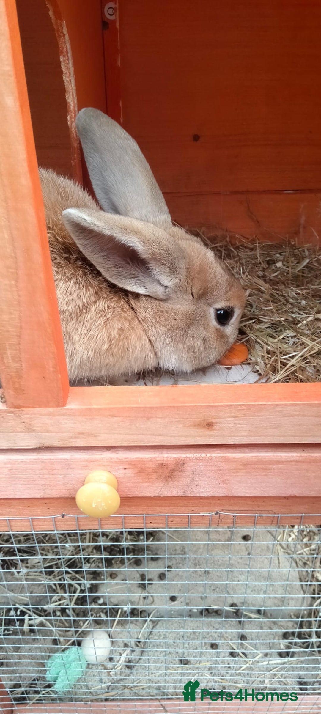 Mixed Breed rabbits for sale: Beautiful female rabbit  - Image 2