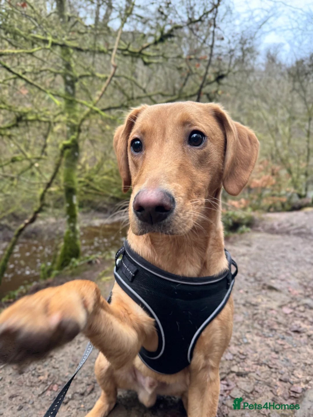 Labrador Retriever dogs for sale: Gorgeous KC registered Male Red Fox Labrador  - Advert 3