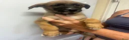 Mixed Breed dogs for sale: Lurcher puppies GSD x saluki ready now  - Advert 8