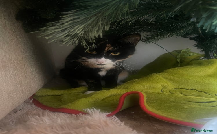 Domestic Shorthair cats Frankie  - Advert 1