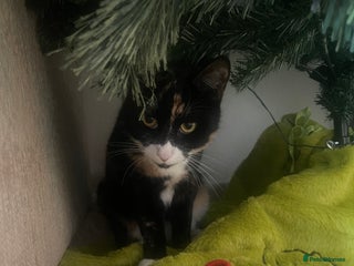 Domestic Shorthair cats Frankie - Advert 1