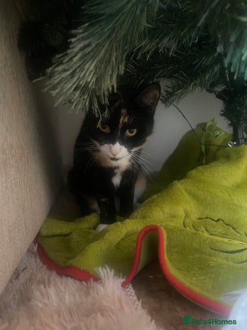 Domestic Shorthair cats Frankie - Advert 5