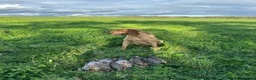 Labrador Retriever dogs for stud: Stunning Fox Red Labrador - Advert 3
