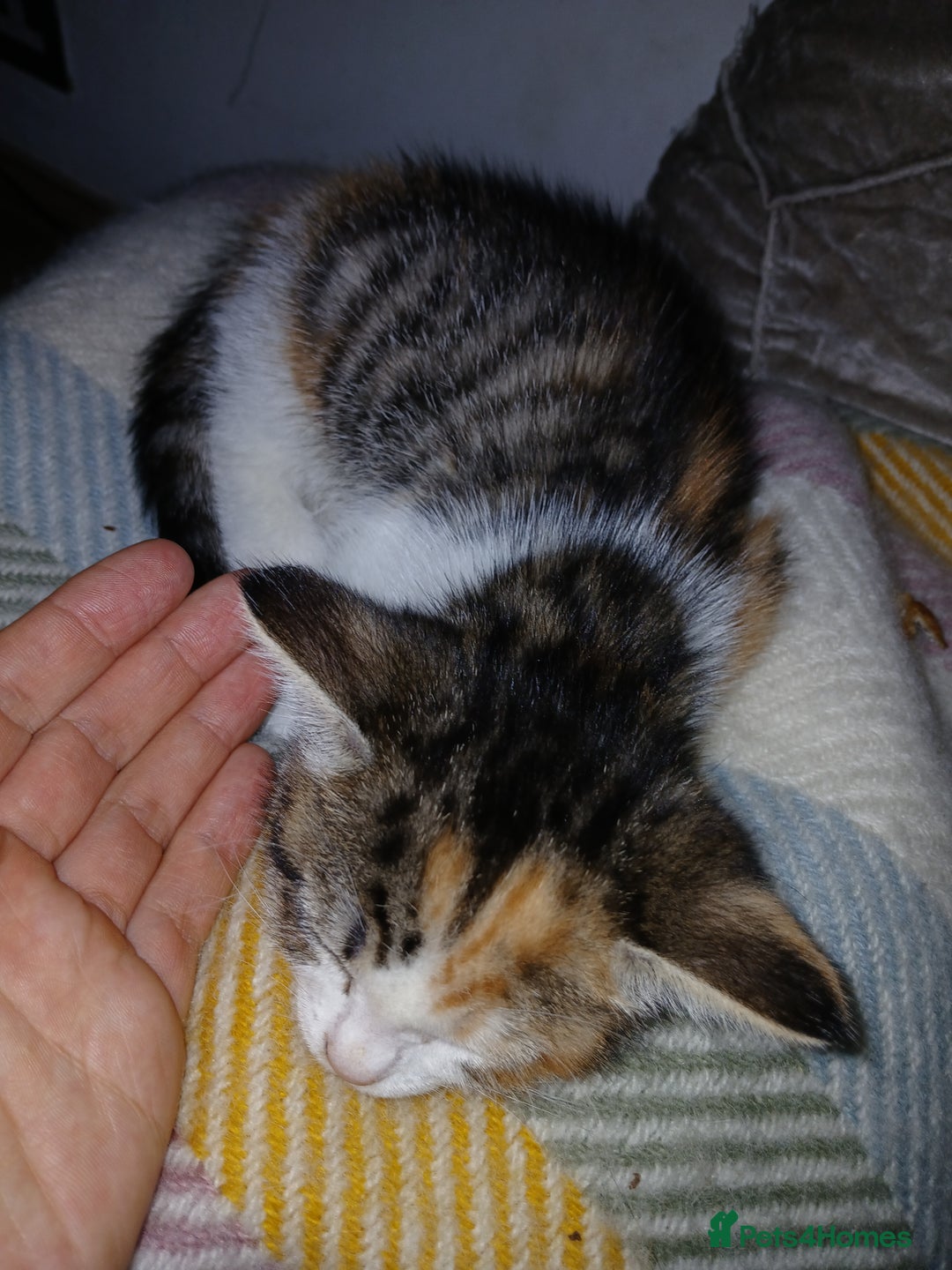 American Shorthair cats for sale: Kittens - Advert 4