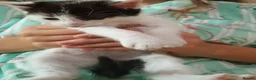 Mixed Breed cats for sale: Kittens  in Swansea - Advert 1