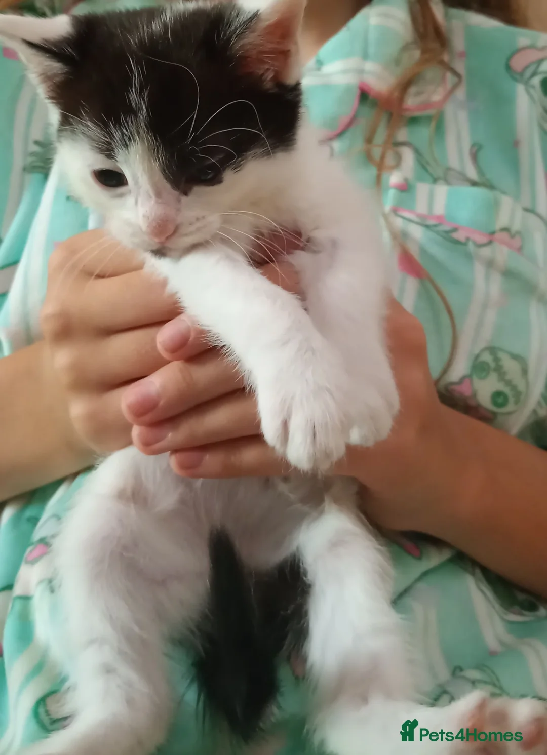 Mixed Breed cats for sale: Kittens  in Swansea - Advert 1