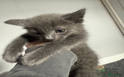 Mixed Breed cats for sale: mixed breed kittens for sale - Image 12
