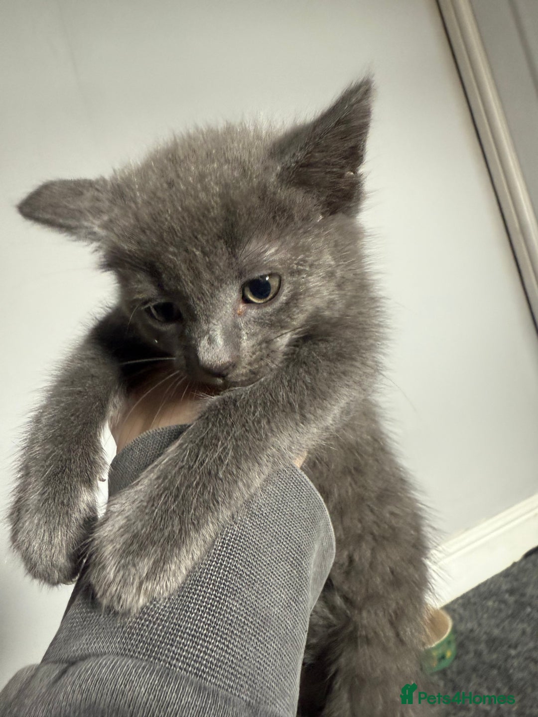 Mixed Breed cats for sale: mixed breed kittens for sale - Image 12