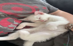 British Shorthair cats for sale: Kitten for sale - Image 8