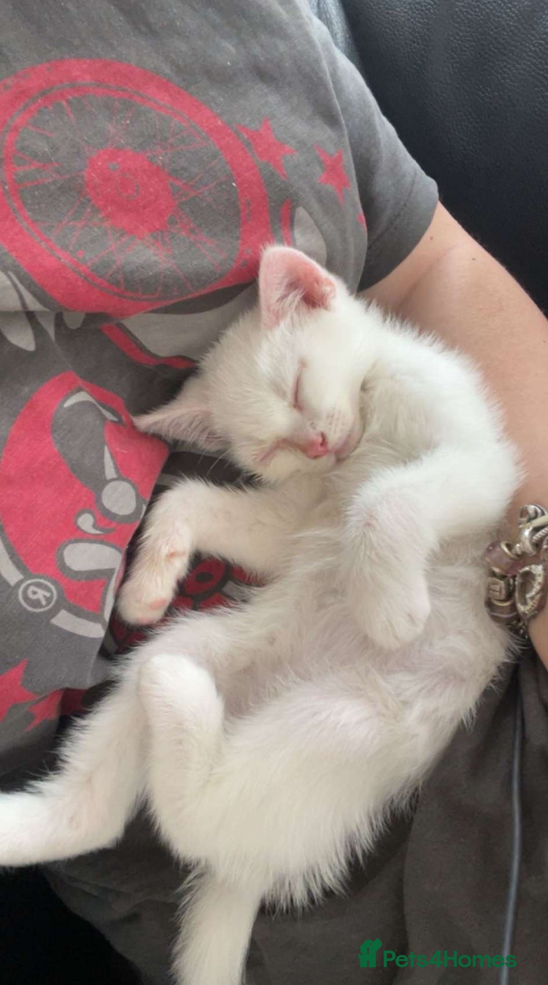 British Shorthair cats for sale: Kitten for sale - Image 8