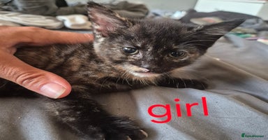 Mixed Breed cats - Advert 14