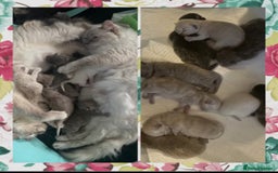 Mixed Breed cats for sale:  Fluffy Ragdoll x British Shorthair Kittens - Image 9