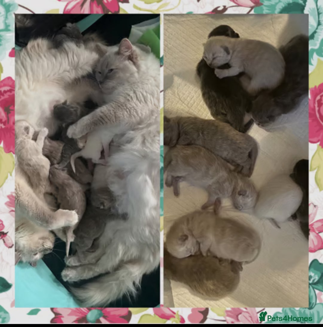 Mixed Breed cats for sale:  Fluffy Ragdoll x British Shorthair Kittens - Image 9