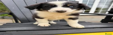 Border Collie 8