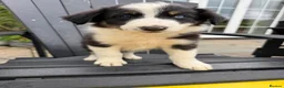 Border Collie dogs for sale: Border collie pups for sale - Advert 8