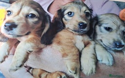 Miniature Dachshund dogs for sale: Stunning Longhair Miniature Dachshund Pups - Image 4