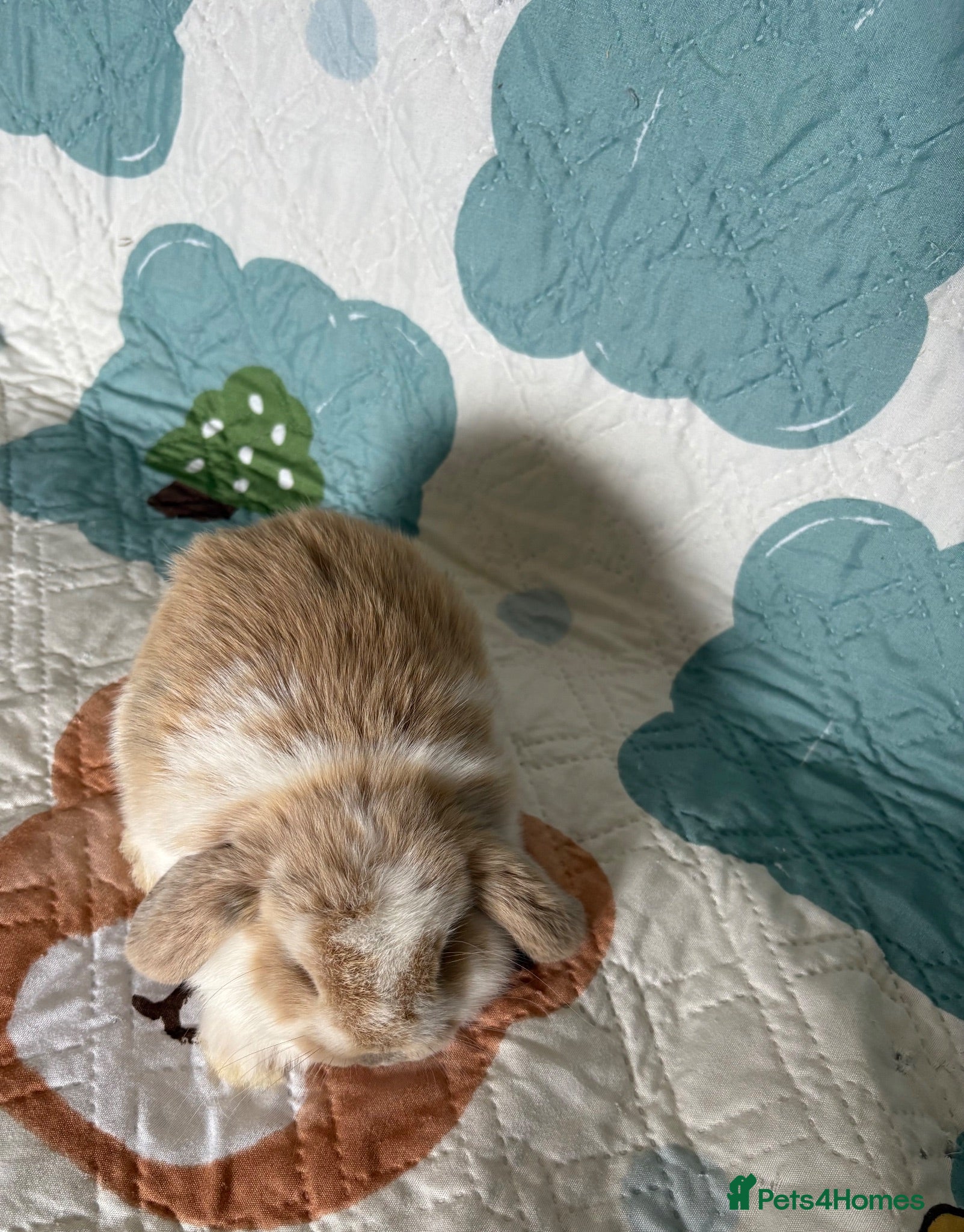 Mini Lop rabbits Baby Mini Lops Ready 17/09 - Advert 2