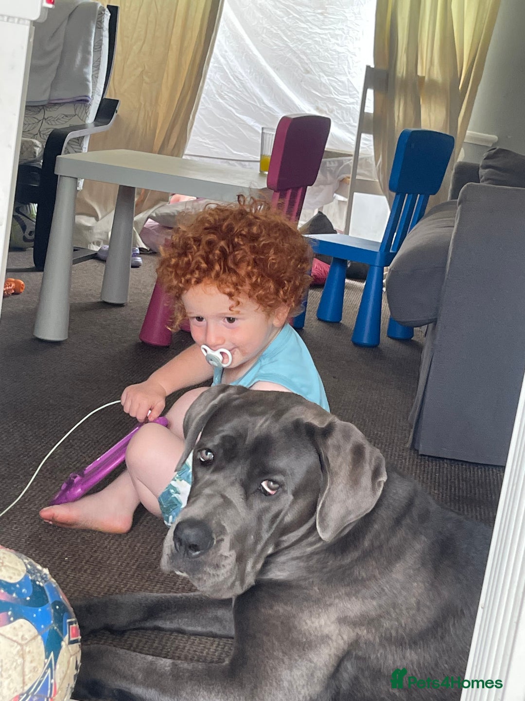 Cane Corso dogs for sale: Dior 11 month old Cane Corso  - Image 7