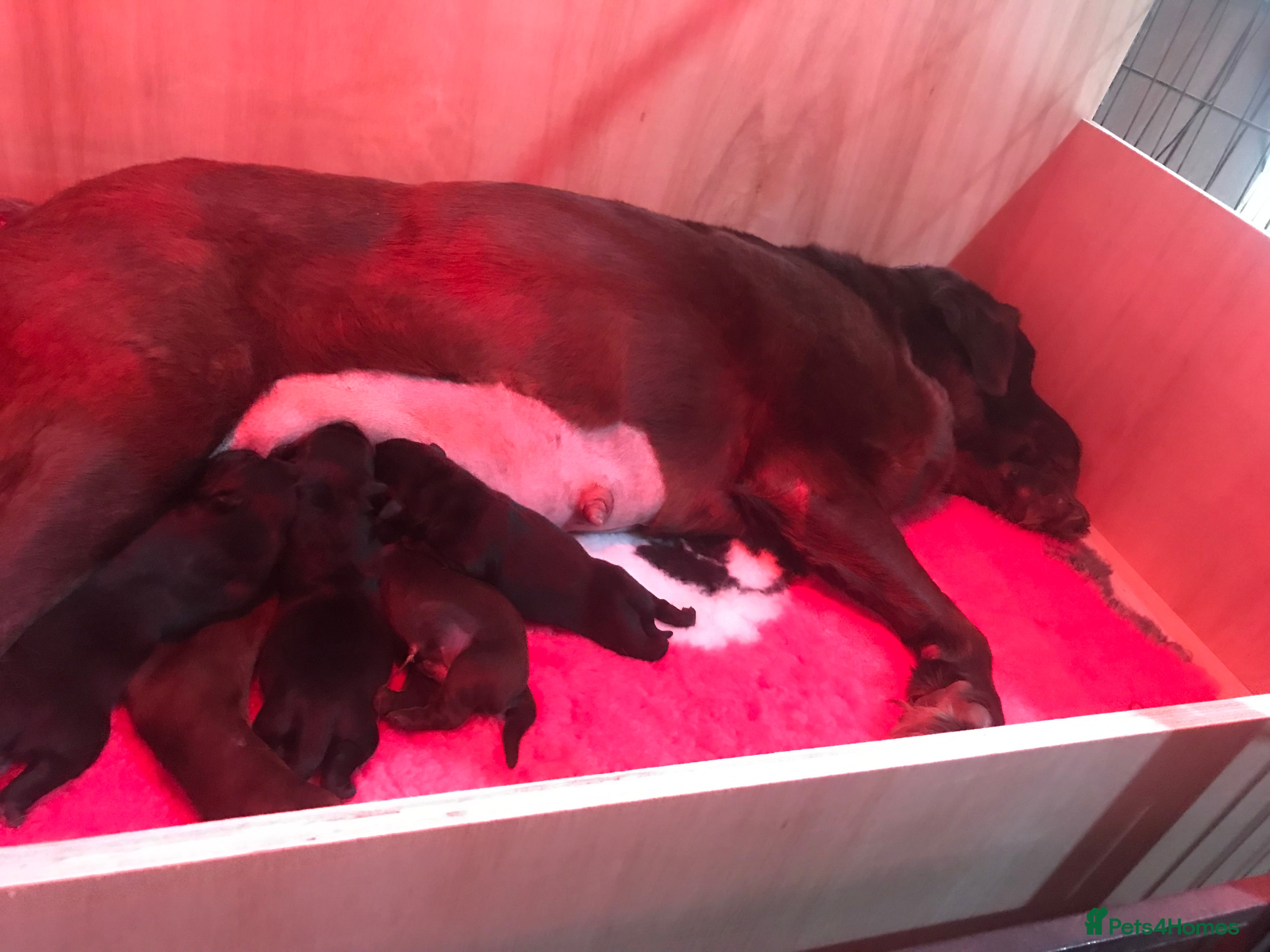 Labrador Retriever dogs KC reg Black and Chocolate Labrador Puppies - Advert 1